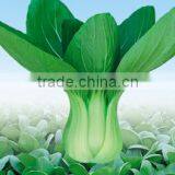 Green Cabbage Seed For Sale Hua Mei Guan