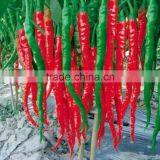 All Kinds Of Green /Red Hot Pepper Seeds Hot Chilli Seeds Vegeatable Seed for Sale thumbnail-1