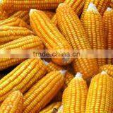 Frozen Corn in Bulk for Feeding Animals thumbnail-2