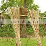 Best Selling High Quality Natural Bamboo Pole From Vietnam thumbnail-1