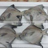 Forzen Silver Pomfret/ Seafish/ Pomfret/ Farm Black Pomfret/ Caught Black Pomfret thumbnail-1