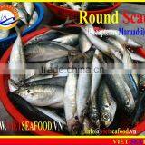 FROZEN MARUADSI WHOLE ROUND (ROUND SCAD) thumbnail-1