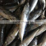 for Canning Low Price 200g Fresh Frozen Bonito Tuna thumbnail-1