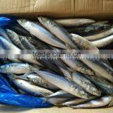 Frozen Mackerel Sell Market and for Canned Best Price thumbnail-1