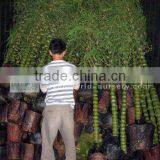 Bambusa Plants Loading thumbnail-1