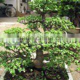Portulacaria Tree thumbnail-1