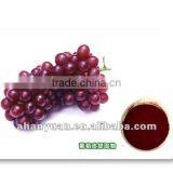 25% ,5%resveratrol Natural Plant Extract Grape Skin Extract (GMP,cGMP) thumbnail-1