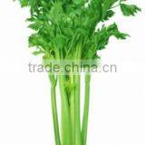 Celery Oil thumbnail-4
