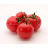 Ah, Tomato Paste Ketchup thumbnail-2