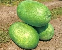 SHUANGXING f1 big hybrid watermelon seeds outdoor grown