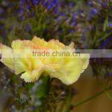 Colorful Best-Selling Carnation Fresh Flower thumbnail-5