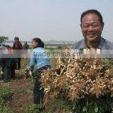 Ju'nan Country Best Quality Blanched Peanut 24/28 Size 25kg/ctn for Sale thumbnail-1