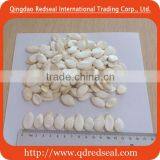 Pumpkin Seeds Snow White