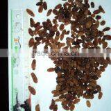 Chinese Sultan Raisin thumbnail-1
