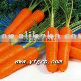 Shandong Fresh Carrot thumbnail-1