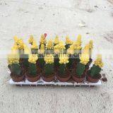 Mini Tropical Plants Cactus thumbnail-3