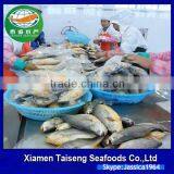 Frozen Seafoods Frozen Yellow Croaker thumbnail-4