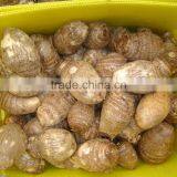 Shandong Fresh Taro thumbnail-4