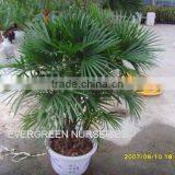 Rhapis Multifida Burr