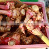 100% NATURAL Galangal Oil (Galangal Alpine) thumbnail-1