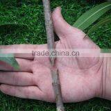 Cuttage Grafting Tool Set thumbnail-5