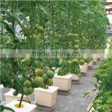 Hydroponics Bucket for Tomato Planting thumbnail-3