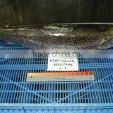 Frozen Salmon Whole Gutted thumbnail-1