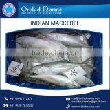 Long-Lasting Approved Quality Indian Mackerel Frozen Fish thumbnail-6
