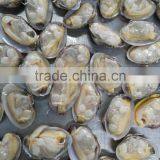 Japanese Food Supplier Frozen Delicious Fresh Whole Boiled Clam for Sale thumbnail-2