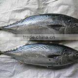 Good Quality Bonito Tuna Frozen Eastern Little Tuna 750G+ for Sale thumbnail-4