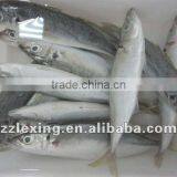 Frozen Horse Mackerel thumbnail-2