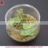 Mini Artificial Succulent Plants in Glass Bowl Potted Mini Succulents thumbnail-2