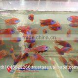 Malawi Cichlid Fish Farm for Sale and Export thumbnail-2