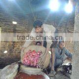 Absolute Rose thumbnail-4