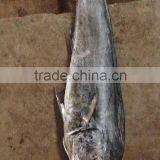 Frozen Mahi Mahi Whole Round thumbnail-3