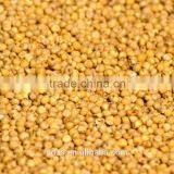 Hybrid Sorghum Seeds thumbnail-3