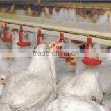 Poultry Farm Ground Raising Chicken Broiler Equipment thumbnail-3