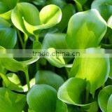 Low Price Automatic Screw Type Sweet Sorghum Pressing Machine Factory Wholesale thumbnail-5