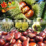 Organic Fresh Chestnuts --Bulk Hebei Chestnuts for Sale thumbnail-1