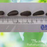 Sunflower Seeds From China thumbnail-5