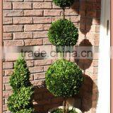 Preserved Boxwood Triple Balls Tree Topiary thumbnail-3