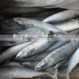 Frozen Barbecue Saury thumbnail-1