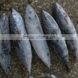 SEAFOOD BONITO TUNA thumbnail-2