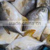 Frozen Golden Pomfret Fish thumbnail-2