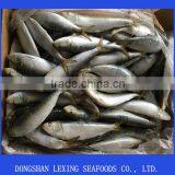 Seafood Sardine Fish thumbnail-1