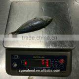 2017 Hot Sales Fish Land Frozen Good Round Scad thumbnail-2