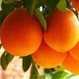 Navel Orange