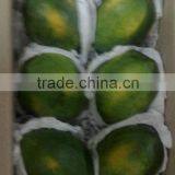 Fresh Papaya From India thumbnail-1