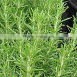 Pale Yellow Pure Essential Rosemary Oil