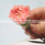 Elegant in Smell New Coming Carnation Flower Small Carnation Flowers thumbnail-3